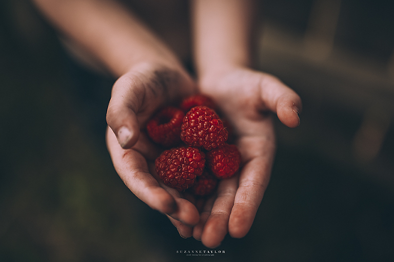 A child holds raspberries in his hands that are covered in dirt in the summer